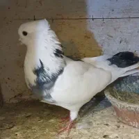 فروش کبوتر پرشی و جفتگاهی