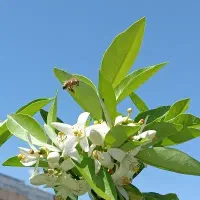 خرید و فروش نهال مرکبات و سیاه درخت جهرم