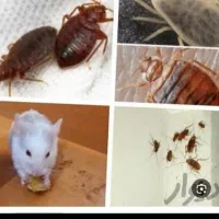 سمپاشی ساس شپش سوسک کرج عظیمیه گوهردشت شاهین ویلا