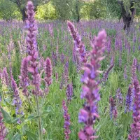 باغ در شهرک شیلات ما بین روستای زنق و قلعه