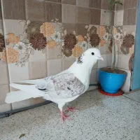 کبوتر پرشی