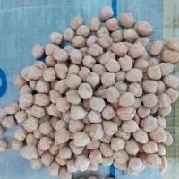 نخود دونه درشت کرمانشاهی محلی