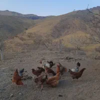 مرغ محلی جوان تخم گذار