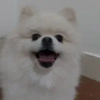 جفت گیری پامر