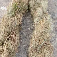 علف دام از مزارع کشاورزی وگندم