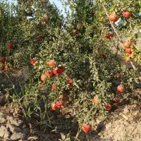 باغ۱۰۰۰متری کریم آباد