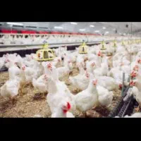 استخدام نیروی کار برای مرغداری