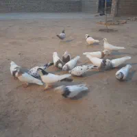 کبوتر فروشی