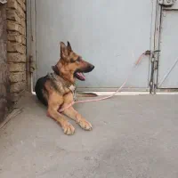 توله ژرمن ماده ۷ ماهه