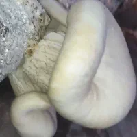 نیروی بازاریاب|استخدام بازاریابی و فروش|یاسوج, |دیوار