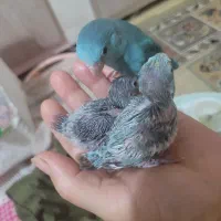 طوطی کوتوله مرغ عشق