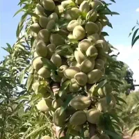 نهال پسته گردو|گل و گیاه طبیعی|شاهین دژ, |دیوار