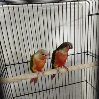 جفت گرینچیک دبل رد خونی|پرنده|تهران, تهرانپارس شرقی|دیوار