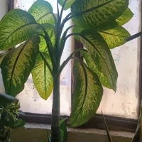 گل طبیعی با قیمت مناسب