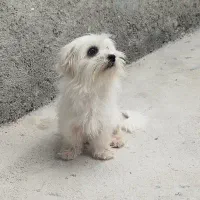 سگ مالتیز عروسکی