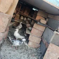 کبوتر|پرنده|احمدآبادمستوفی, |دیوار