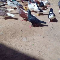 کفتر|پرنده|ملک‌آباد, |دیوار