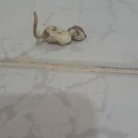 خرگوش پیدا شده