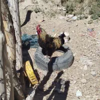 مرغ و خروس