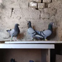 سبز