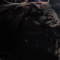 کفتر|پرنده|اصفهان, ارداجی|دیوار