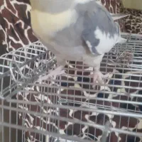 عروس هلندی ماده.باهوش.گاز نمیگیره|پرنده|خمین, |دیوار