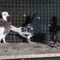 پلاکی و رنگی|پرنده|شیراز, شهرک گلستان شمالی|دیوار