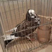 کفتر کبوتر کاکلی سه رنگ قهوه ای سفید مشکی