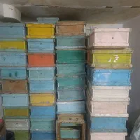کندو  زنبور عسل. توافقی