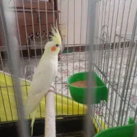 عروس هلندی مولد