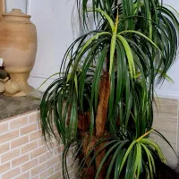 درختچه کاملا سالم با گلدان هر دو با هم ۵۰۰۰۰۰۰|گل مصنوعی|شیراز, دشت چنار|دیوار