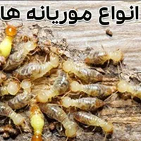 خدمات سمپاشی٪موش سوسک ساس مارعقرب موریانه سم پاشی|خدمات نظافت|اهواز, فتح|دیوار