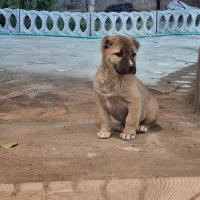 سگ‌سرابی‌2ماهه