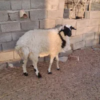 فروش قوچ باغینی