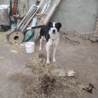 سگ یک سال گوسفندی