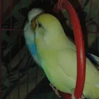 مرغ عشق نر و ماده