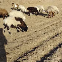میش جوان