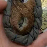 انگشتر و مهره فروش|جواهرات|کارون, |دیوار