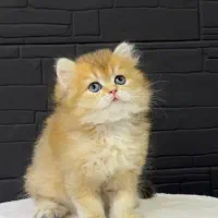 بریتیش گلد ny12