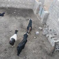 بز فروشی|حیوانات مزرعه|دهدشت, |دیوار