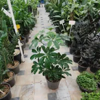 شفلرا پر ریشه شامادورا دیفن سانسوریا پتوس یوکا کاج|گل و گیاه طبیعی|قم, ولیعصر|دیوار