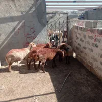 کاهورتخمی