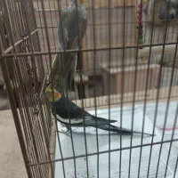 عروس هلندی|پرنده|رشت, فخب|دیوار