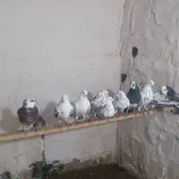 کبوتریاکفتر