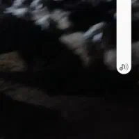 فروش ۷۰ راس بره پلواری|حیوانات مزرعه|دهدشت, |دیوار