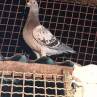 کبوتر مسابقه دهنده تا۵۰۰نشسته با پرینت