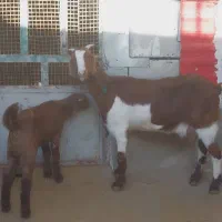 بز وبزغاله نر|حیوانات مزرعه|کارزان, |دیوار