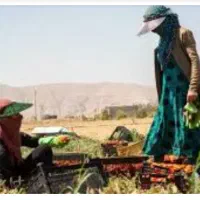 نیاز به کار فوری .خانم هستم ۳۷ ساله نجف آباد