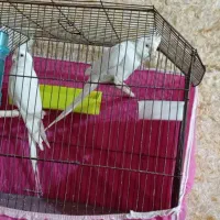 عروس هلندی البینو شرط خالص و مولد|پرنده|شادگان, |دیوار