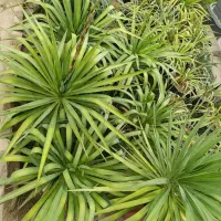 یوکا سطل ۴وسطل۱۰